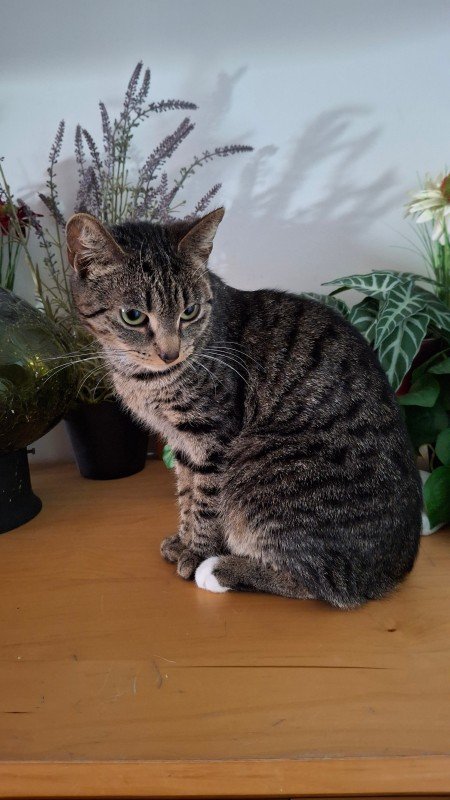 Lieve