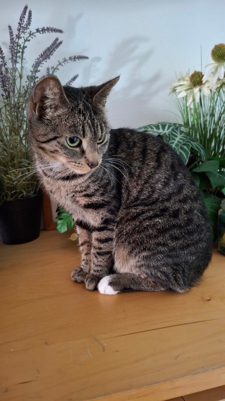 Lieve