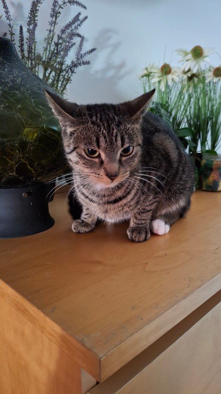 Lieve