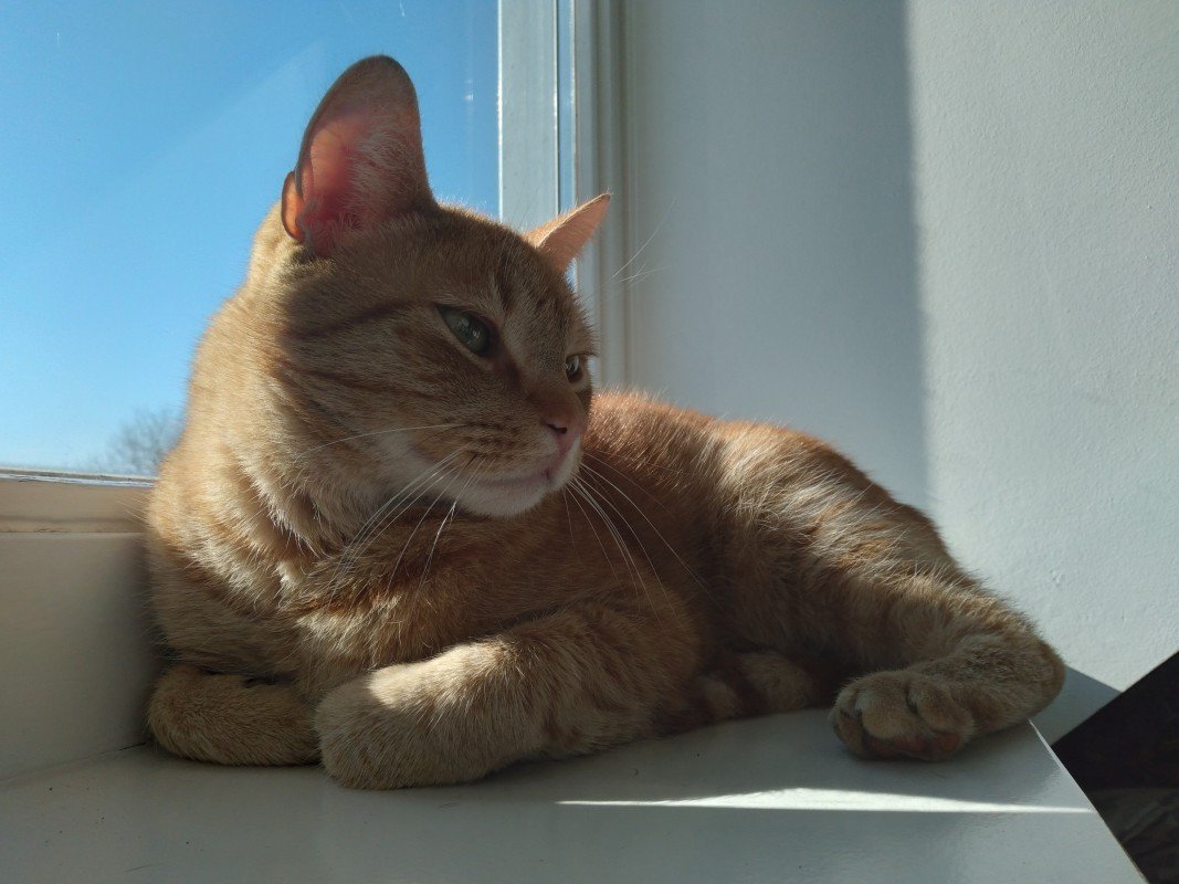 Ziggy