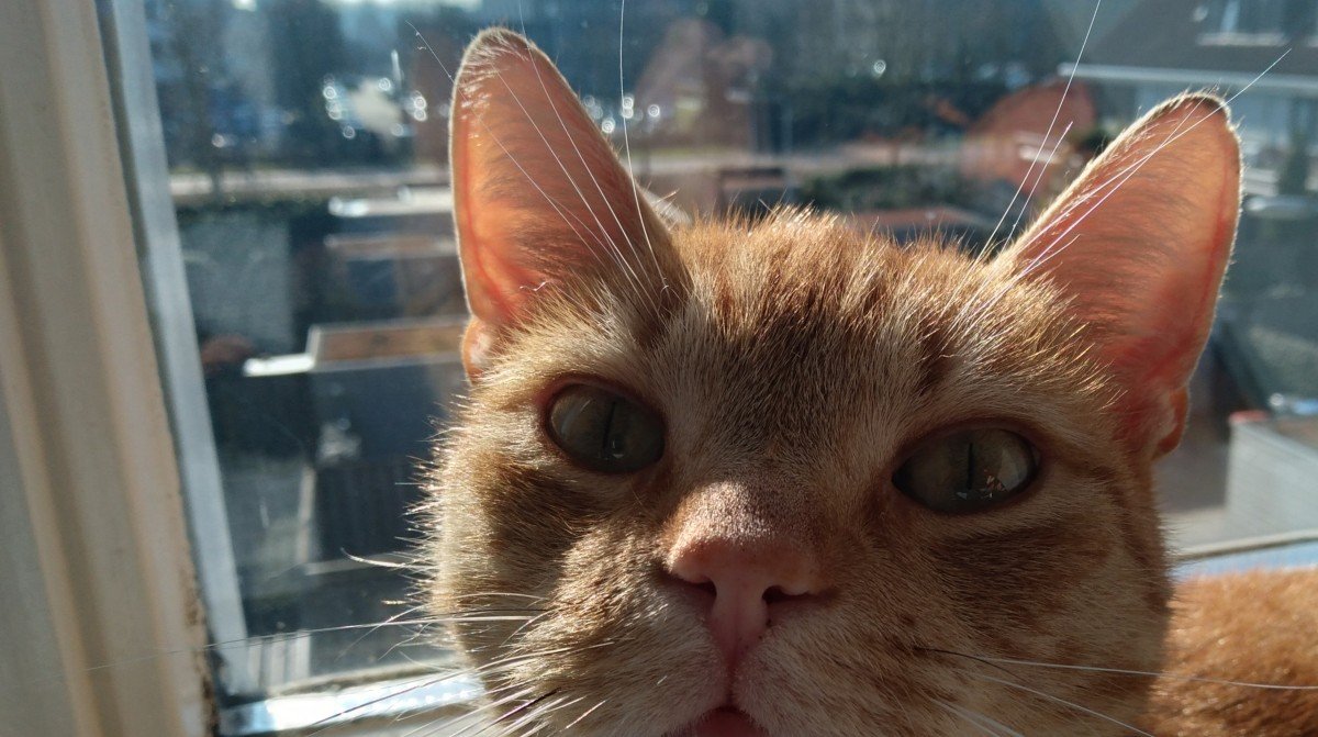 Ziggy