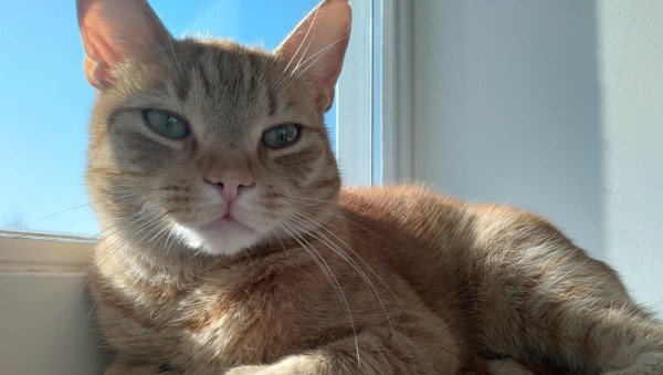 Ziggy