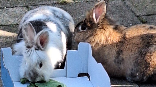 Punkie + Daisy