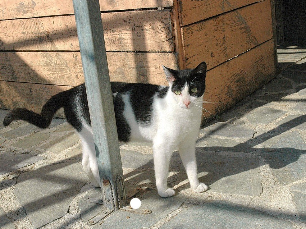 Herbert