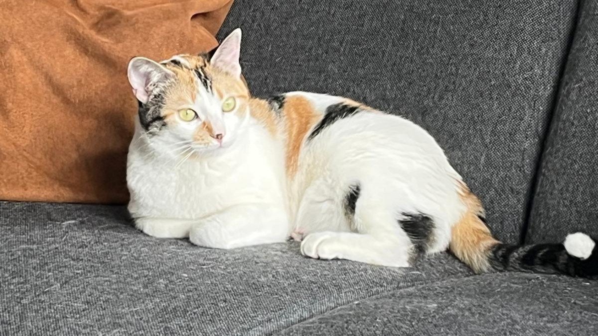 Elsa
