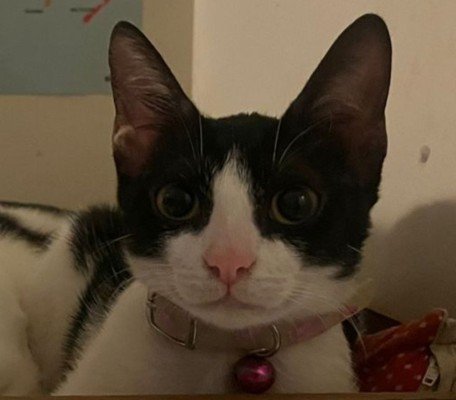 Cleo