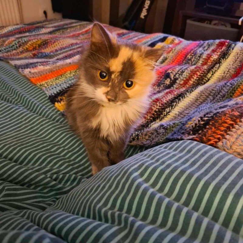 Stinkie