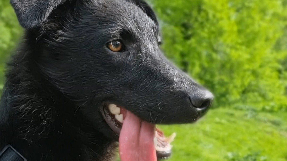Levi