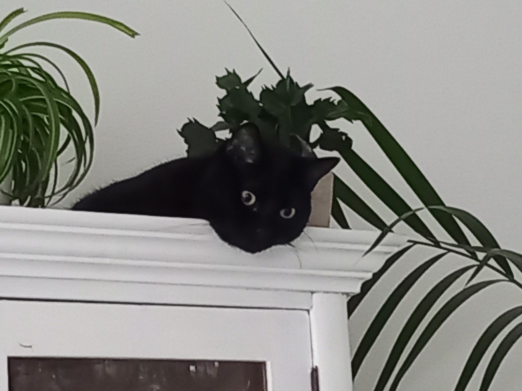 Charlie