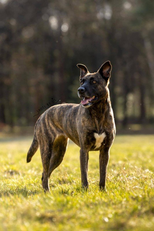 Nova