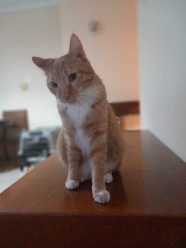 Ginger