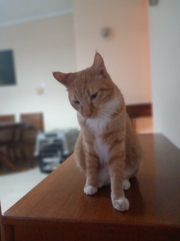 Ginger