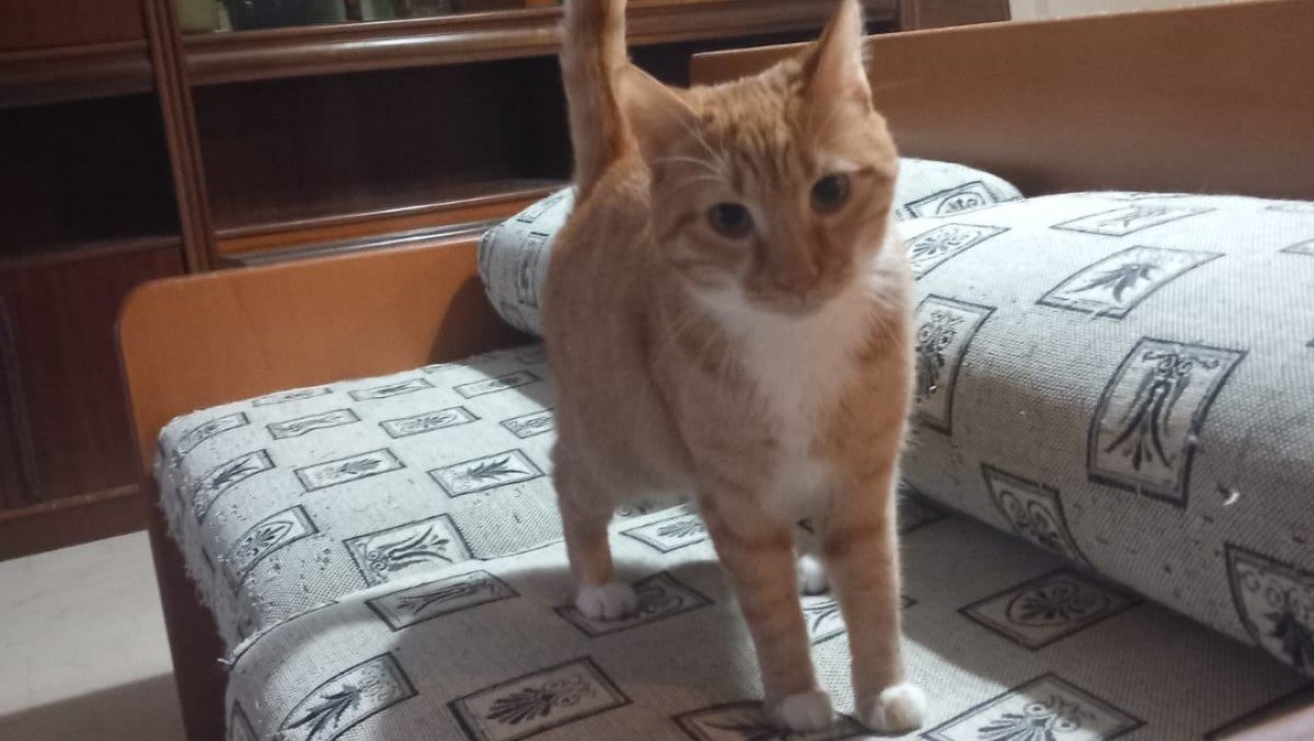 Ginger