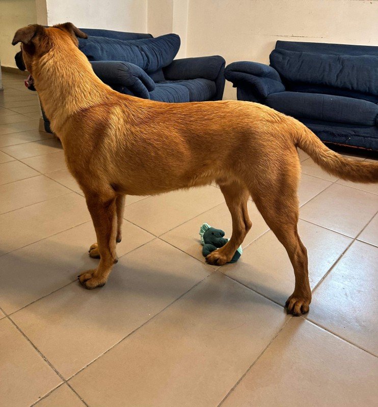 Scooby