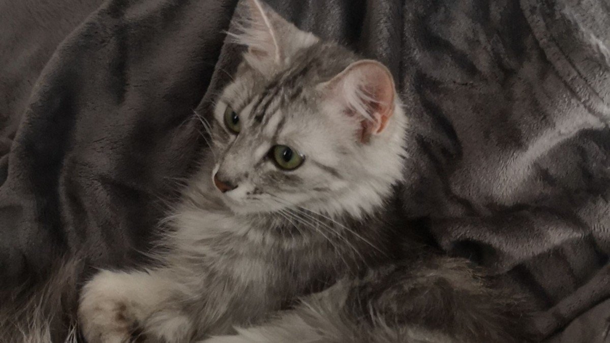 Lexie