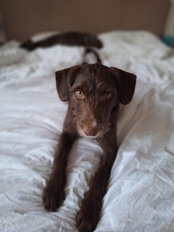 Capone (Cooper)