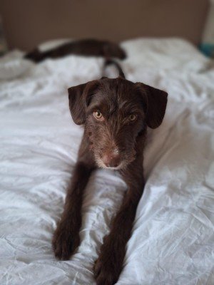 Capone (Cooper)