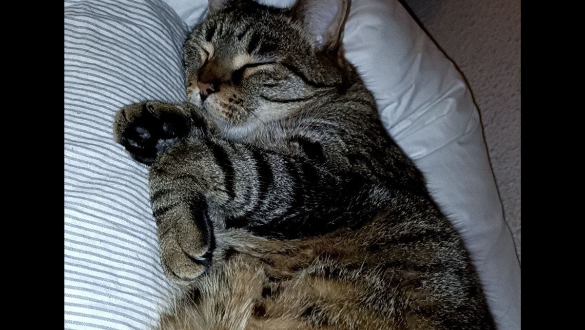 Tijger