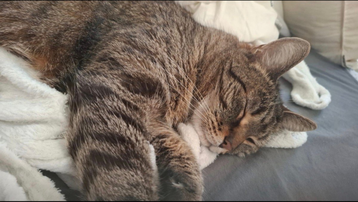 Tijger