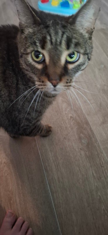 Tijger