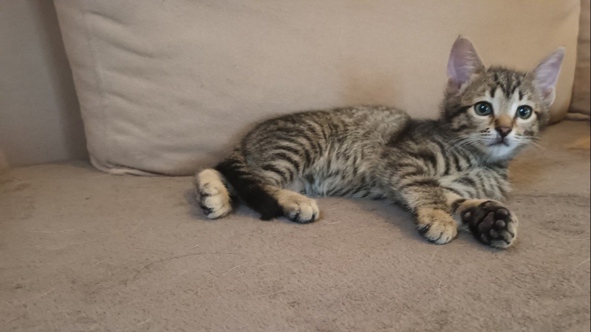 Max