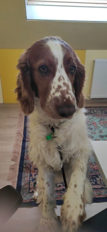 Jelka