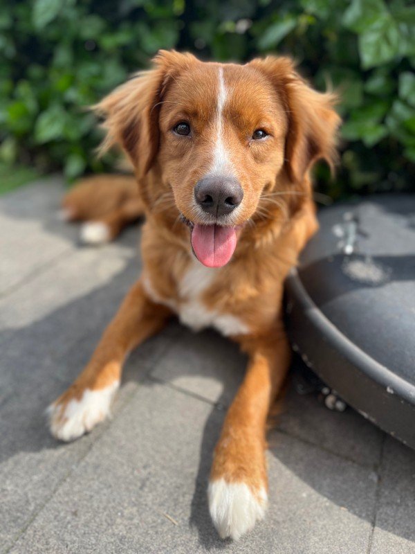 Boris