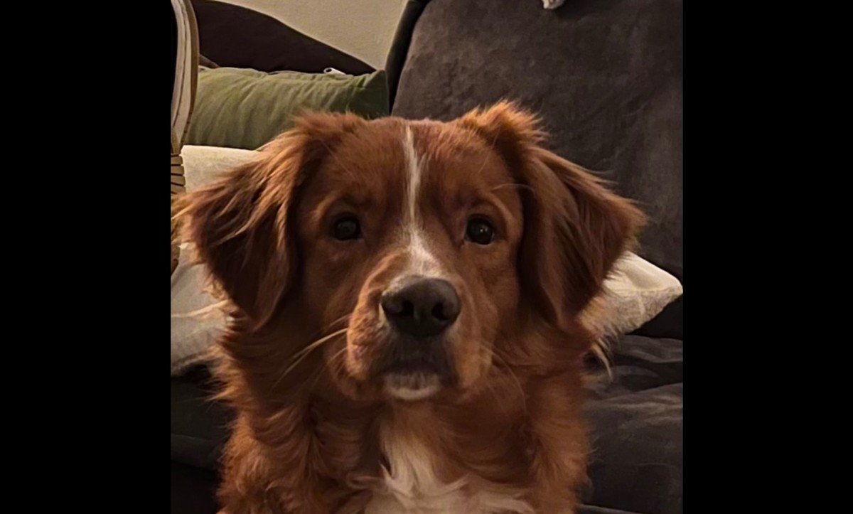 Boris