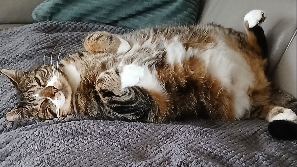 Daantje