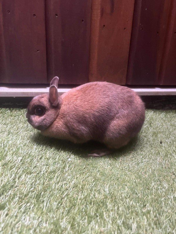 Tubbo