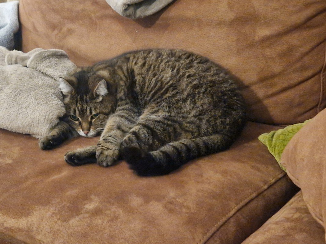 Lulu