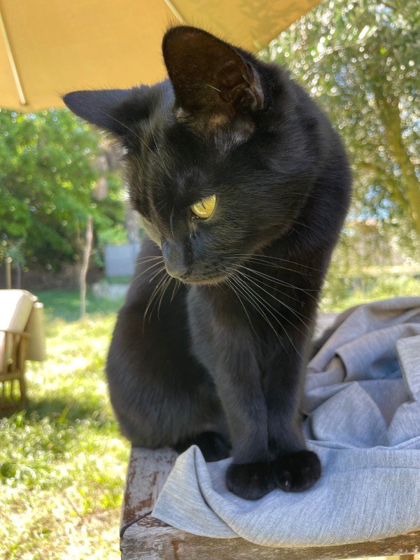 Bibi