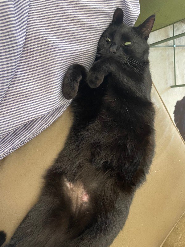 Bibi