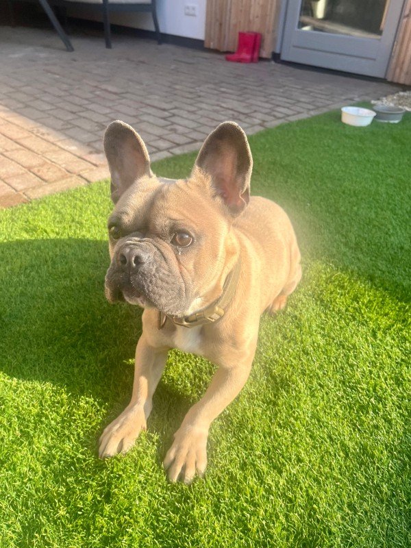 Benno