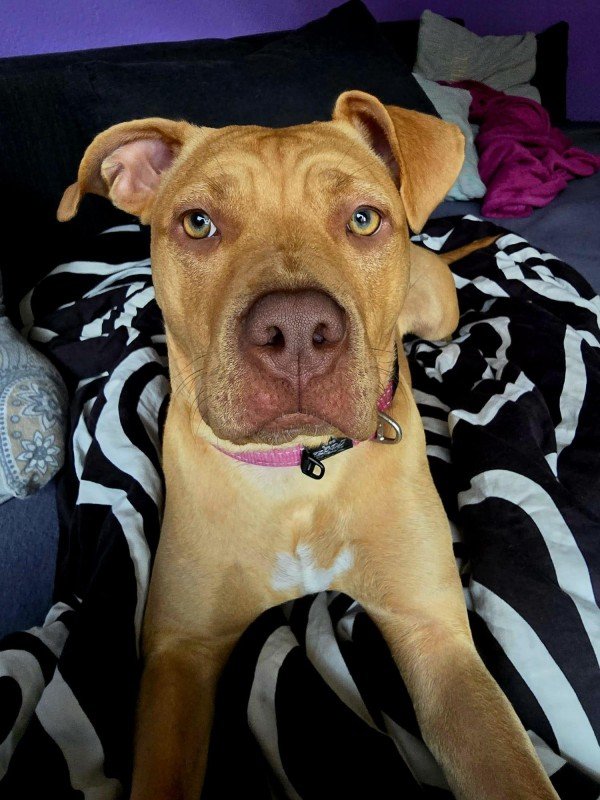 Bella