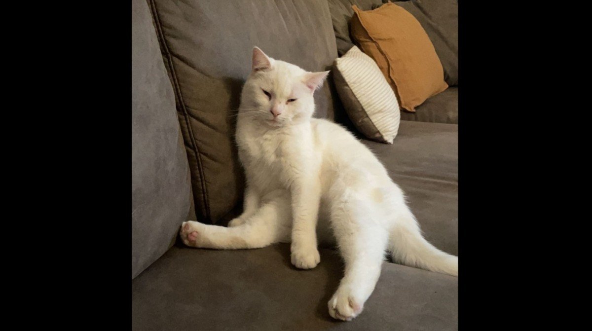 Hugo