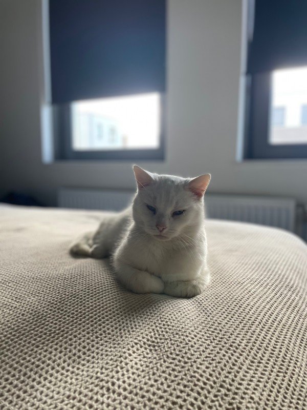 Hugo