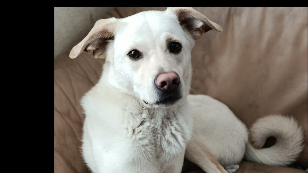 Paco
