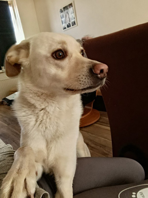 Paco