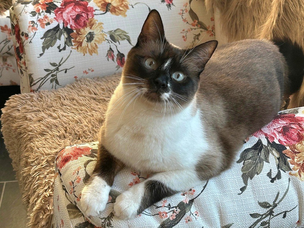 Vittorio