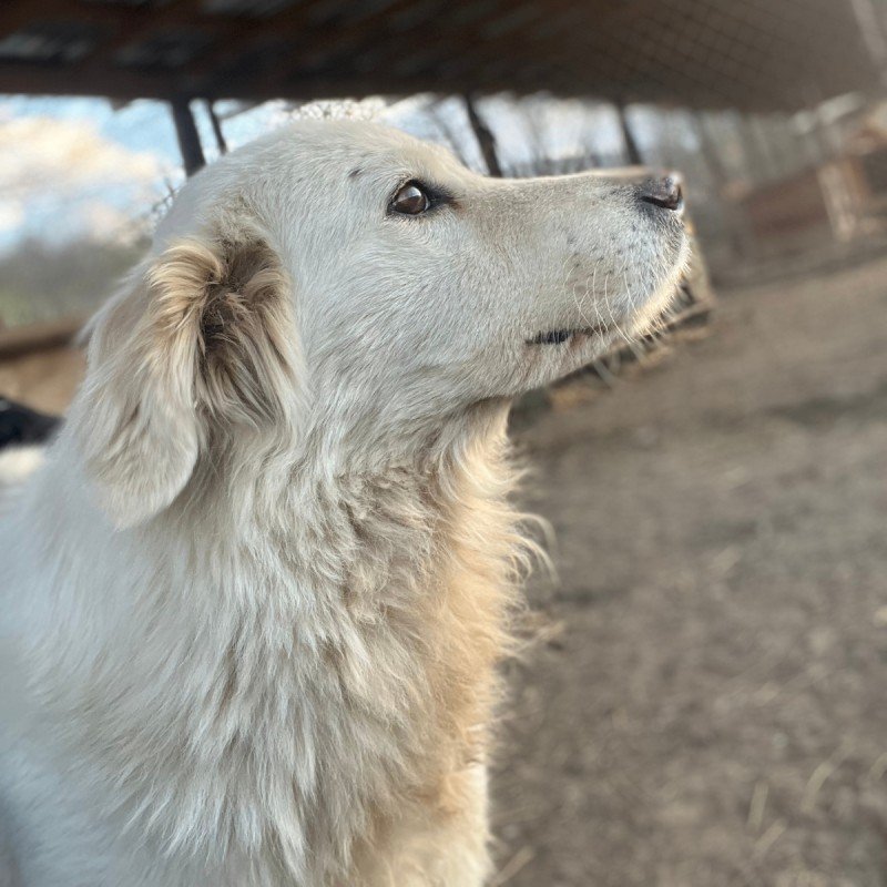 Alba