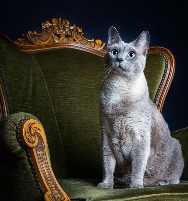Oscar