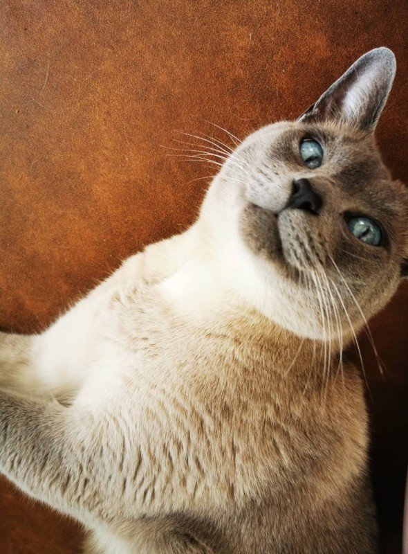 Oscar
