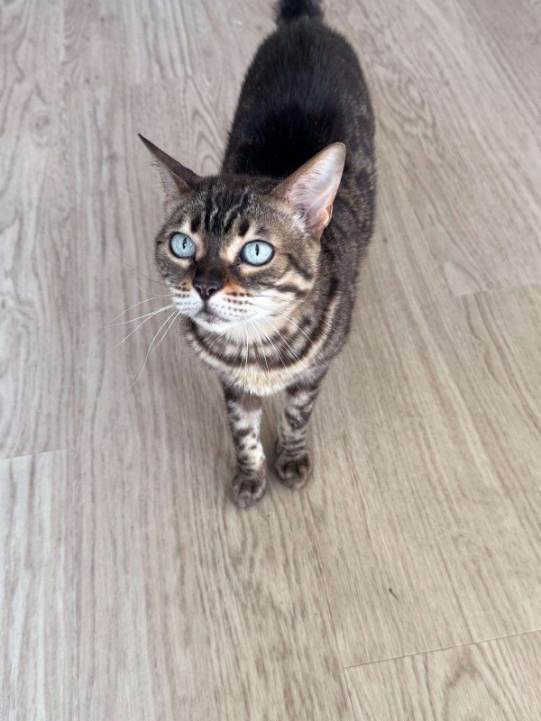 Ayla