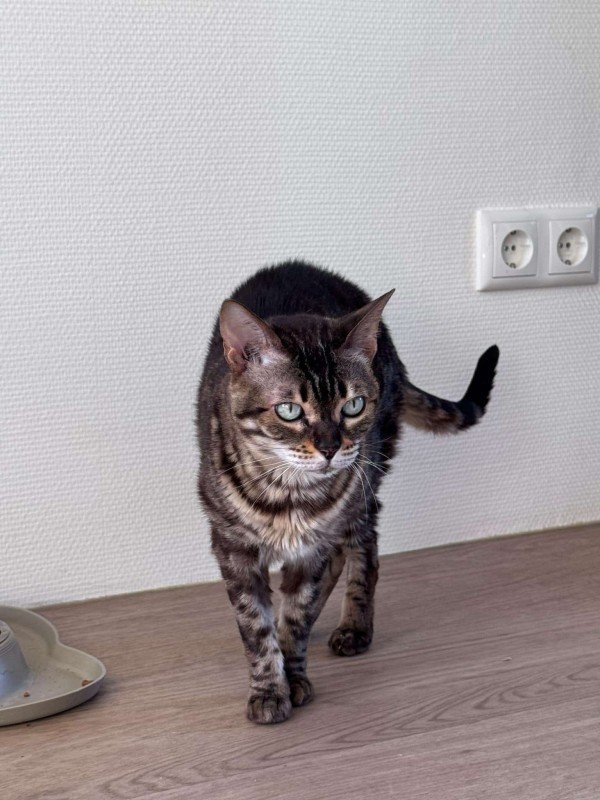 Ayla