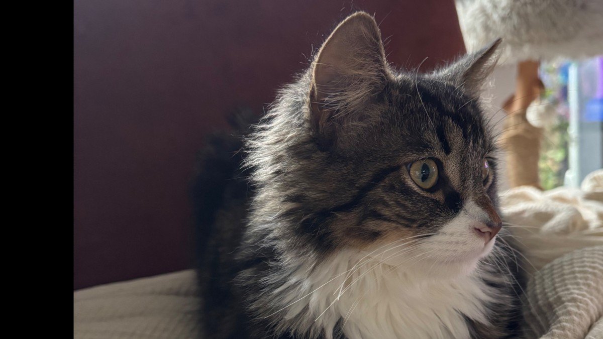 Mochi