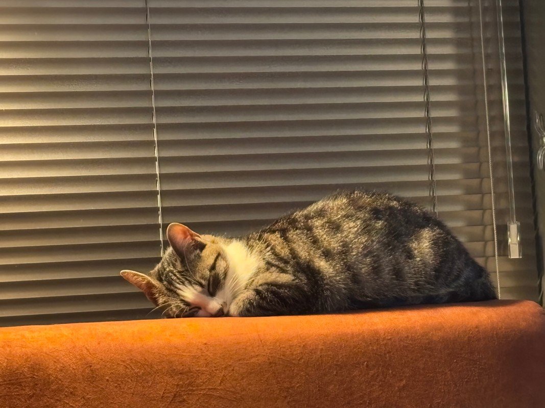 Miso