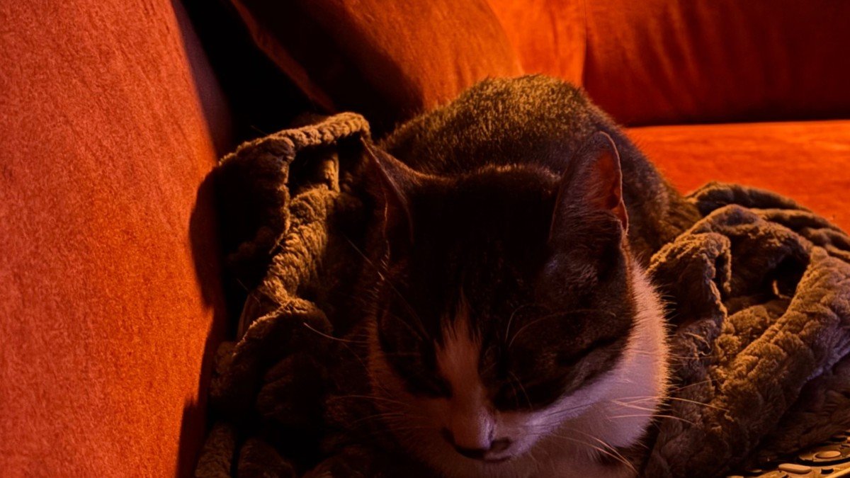Miso