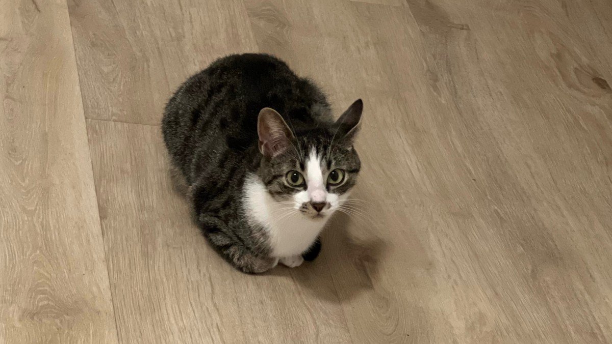 Miso