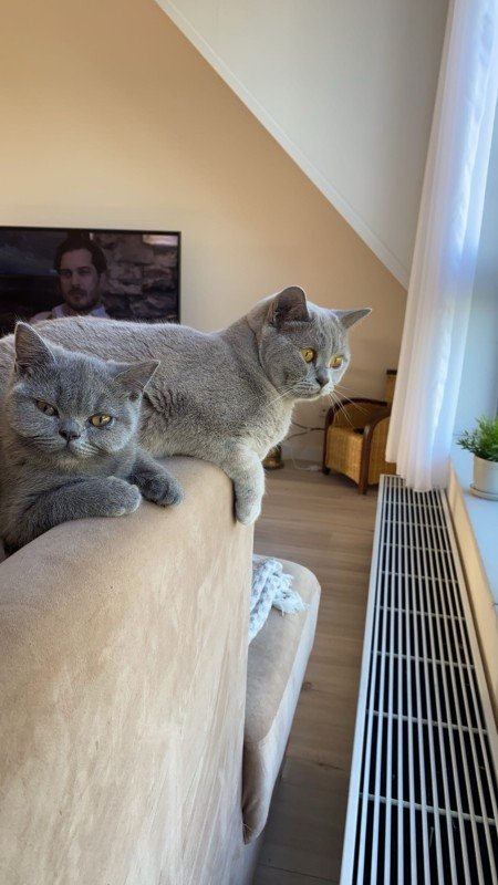 Yumos & Mia